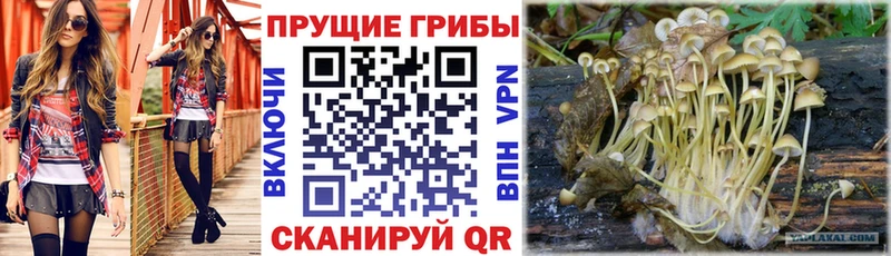 продажа наркотиков  Светлоград  Псилоцибиновые грибы Magic Shrooms 